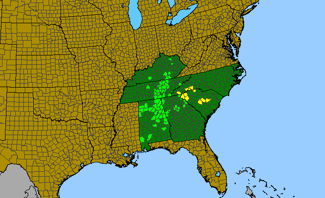 The range of Liatris microcephala